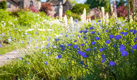 10 Plantes Pour Un Jardin Sans Entretien Jardiland