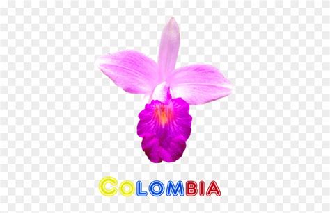 Colombia, Flor, Orquídea, Naturaleza, Exóticas - Orquidea Flor De ...