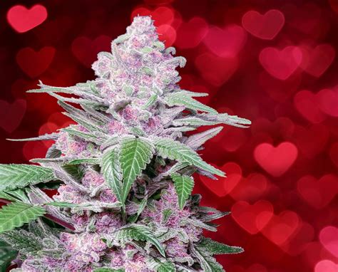 Best Strains For Sex Sensi Seeds