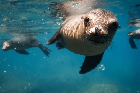 Private Trip Espiritu Santo Island In La Paz Baja California Sur