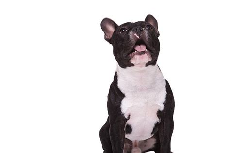 2,700+ Bulldog Barking Stock Photos, Pictures & Royalty-Free Images - iStock