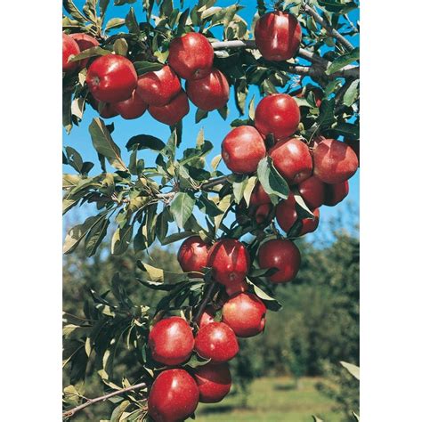 Malus Red Delicious Semi Dwarf Tree L3591 At