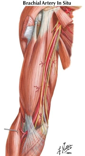 Medial Brachial Cutaneous Nerve