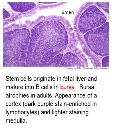 Histology Exam Lymphoid System Flashcards Quizlet