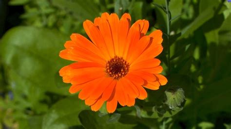 Ringelblume Calendula Im Pflanzenlexikon Gartennatur