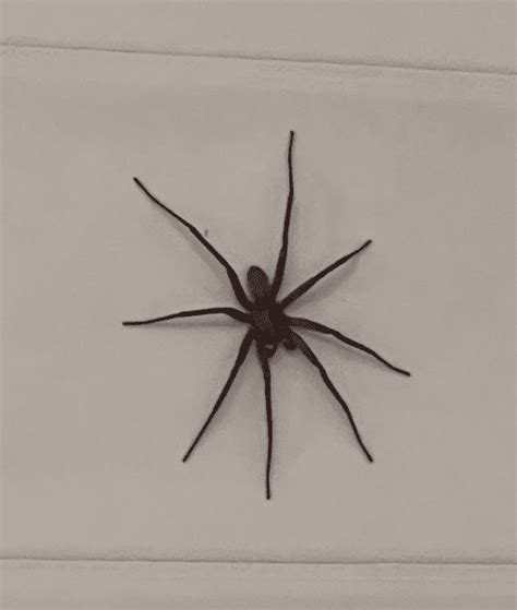 Unidentified Spider In Oakland California United States