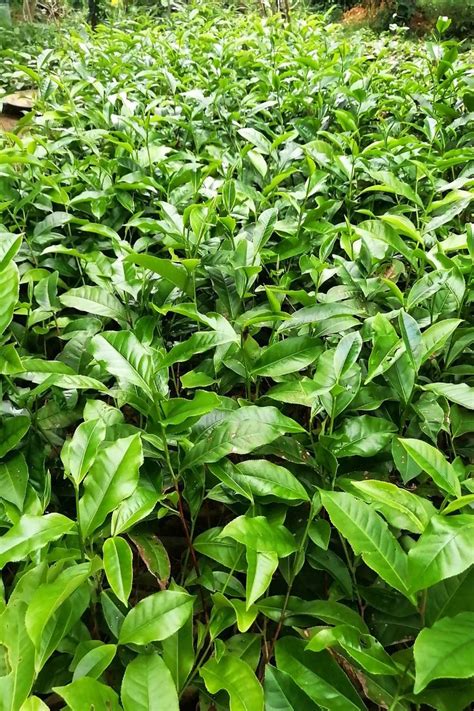 Ceylon Tea Plants Ceylon Tea Tea Plant Plants