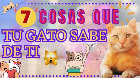 COSAS QUE TU GATO SABE DE TI YouTube