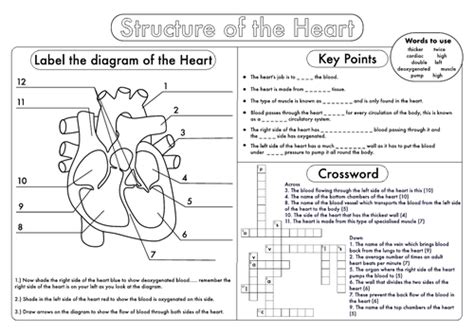 GCSE Biology: Heart Structure Worksheet Pack | Teaching Resources