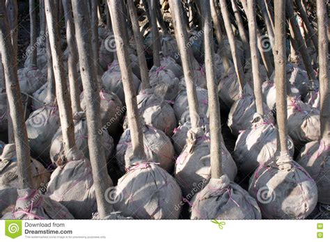 Seedlings Stock Photo Image Of Ornamental Environment 81118384