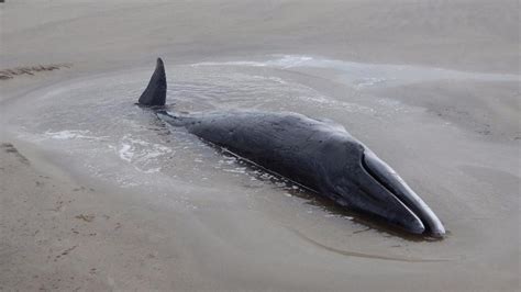 4 500 mil animais encalharam nas praias do Paraná