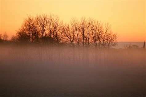 Free Images Tree Nature Fog Sunrise Sunset Mist Sunlight