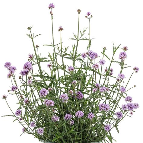 Buy Purple Top Verbena Bonariensis Meteor Shower Pbr £7 99 Delivery By Crocus Plant Texture