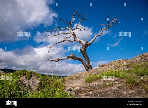 The Famous Burmis Tree In Crowsnest Pass Alberta Canada Stock Photo