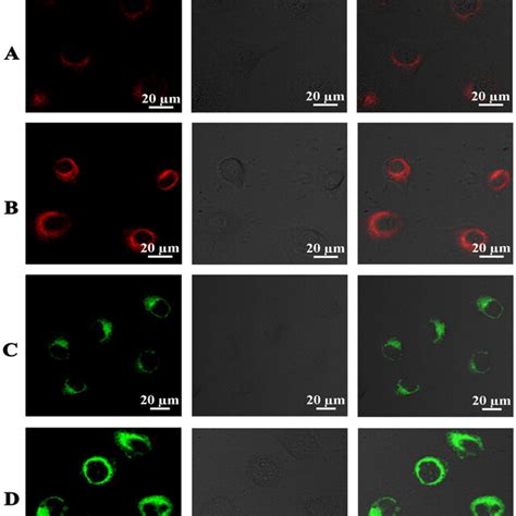 CLSM Images Of Breast Cancer Cell MCF 7 After Incubation With A Free