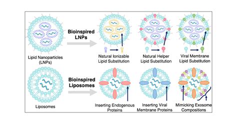 Bioinspired Lipid Nanocarriers For RNA Delivery ACS Bio Med Chem Au