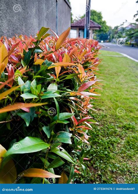 Closeup Of Syzygium Australe Tree In Morning Sunlight Brush Cherry