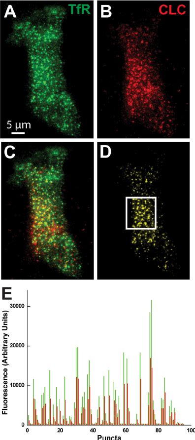 Tfr Sep And Gfp Clc Puncta Colocalize A And B Tirf Fluorescence