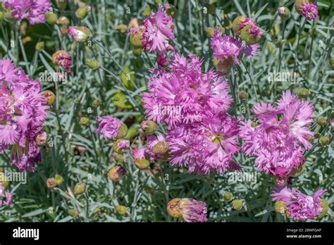 Pink Dianthus Plumarius In The Garden Stock Photo Alamy