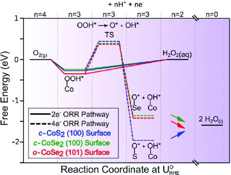 Calculated Free Energy Diagrams Of The E And E Orr Pathways The