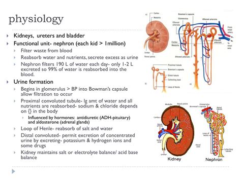 Ppt Renal Physiology Powerpoint Presentation Free Download Id