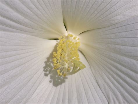 Hibisco Flor Blanco Foto Gratis En Pixabay Pixabay