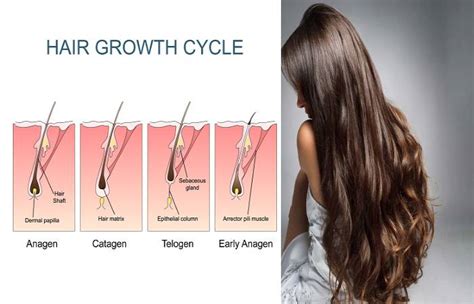 What is Hair Growth? - Definition, Cycle, and 13 Tips to Grow Faster