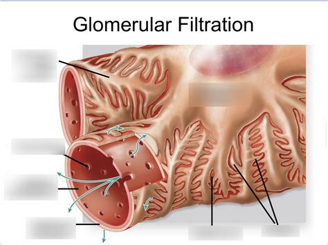 Glomerular Filtration Diagram Quizlet