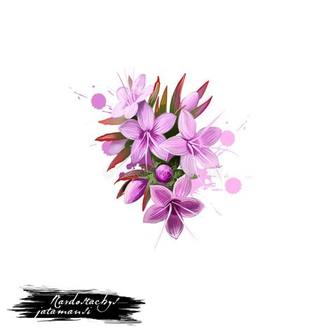 Jatamansi Nardostachys Jatamansi Ayurvedic Herb Flower Digital Art