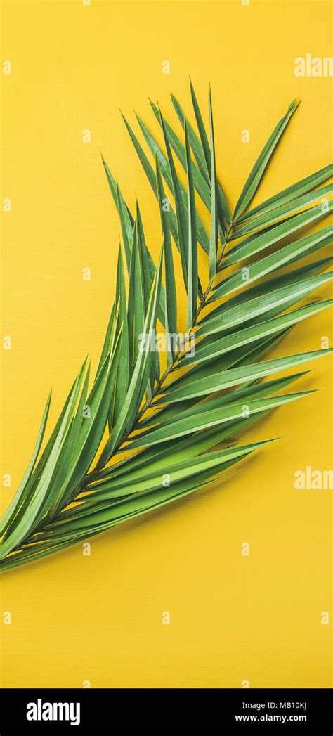 Green Palm Branches Over Yellow Background Top View Narrow