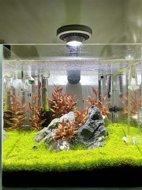 Adding green neon tetra or chilli rasbora? : r/shrimptank