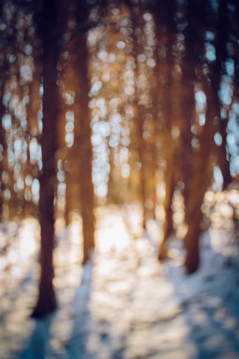 Fotos gratis árbol naturaleza bosque nieve invierno ligero