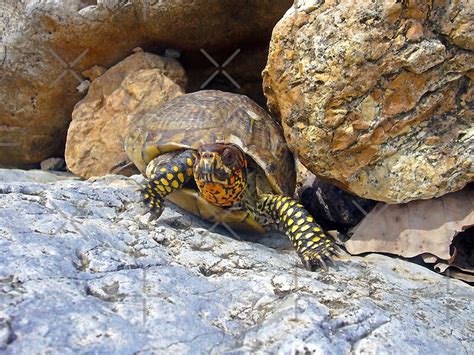 "Camouflage Turtle " by Susan S. Kline | Redbubble