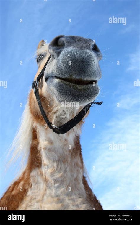 Pferd / Horse / Equus caballus Stock Photo - Alamy