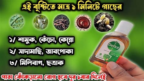 সম্পূর্ণ ঘরোয়া জৈব পদ্ধতিতে গাছের শামুক মিলিবাগ জাব পোকা পিঁপড়ে