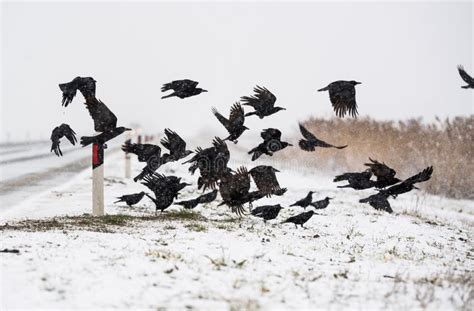 A Flock Of Crows Flying Above The Frozen Fields Stock Photo Image Of