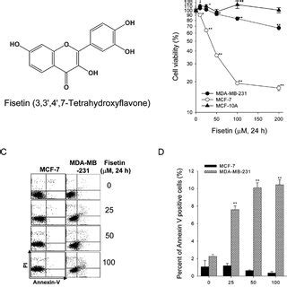 Fisetin Induced Cytotoxicity And Apoptosis In Breast Cancer Cells A