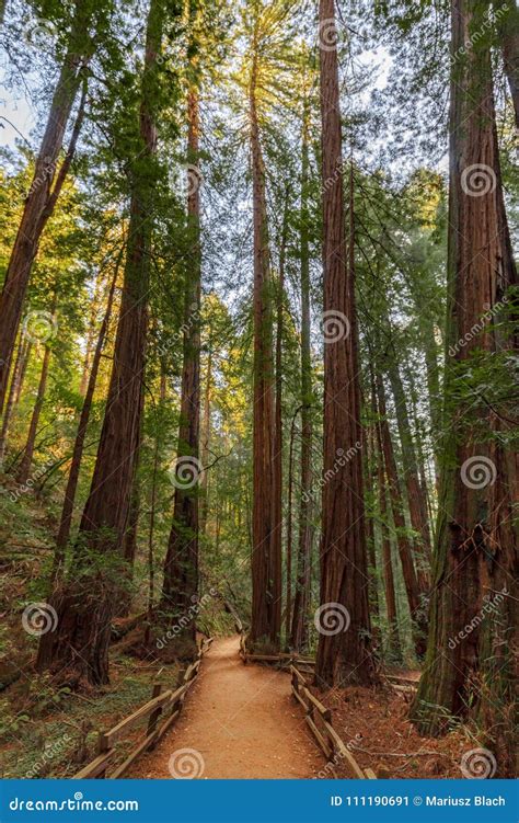 Hiking Trail Redwood Trees Forest Stock Image - Image of california ...