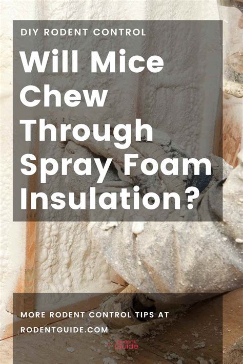 Busting The Myth Will Mice Chew Through Spray Foam Insulation DIY