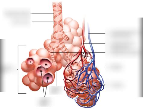 Alveolus Diagram Quizlet