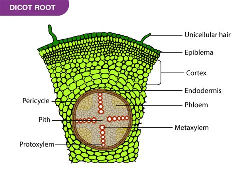 A Detailed Overview Of Xylem Definition Structure Characteristics