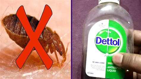 Best Way To Get Rid Of Bed Bugs On Mattress At Alonzo Emmanuel Blog