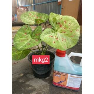 Caladium Keladi Siam Shopee Malaysia