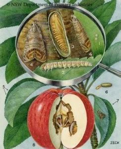 Apple Maggot and Codling Moth | Senske Services