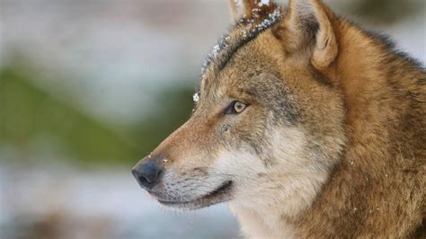 Wolf Soll Zwischen Lemwerder Und Delmenhorst Gesehen Worden Sein DKO