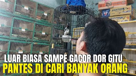 Luar Biasa Burung Ini Sampe Gacor Dor Gitu Pantes Di Cari Semua Orang