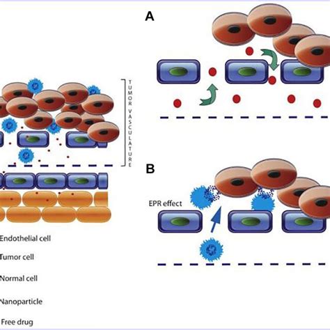 Schematic Representation Of Enhanced Permeability And Retention Epr