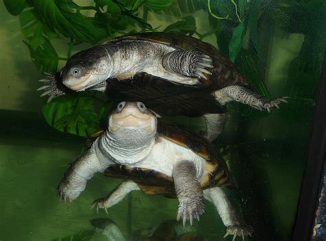 Animal Unique: African Helmeted Turtle