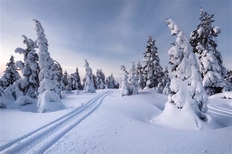 Download Snow Path Fir Tree Nature Winter HD Wallpaper