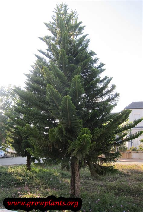 Norfolk island pine - How to grow plants